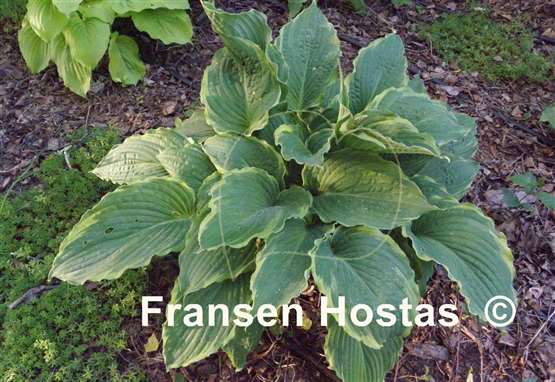 Hosta Rocky Mountain High